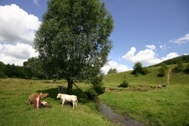 022. Veldwandeling in Zuid Limburg in de lente en de zomer.