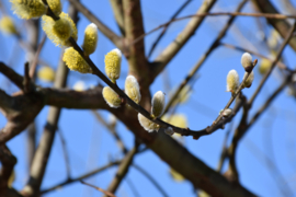 301.Voorleesverhaal met beeldmateriaal: de Lente.