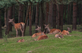 030. Wildpark Gangelt.