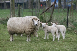 010. Lente bloesems en dieren.