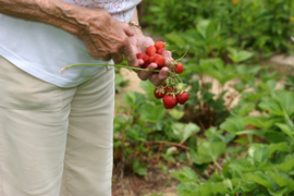 306. Voorleesverhaal met beeldmateriaal: de moestuin en de inmaak.