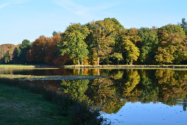 036. De Veluwe.