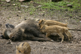 030. Wildpark Gangelt.