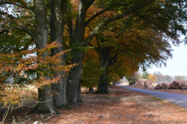 036. De Veluwe.