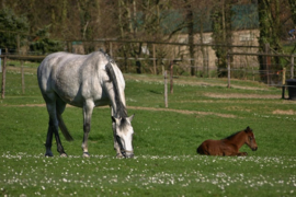 010. Lente bloesems en dieren.