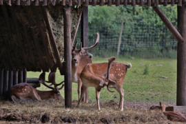 030. Wildpark Gangelt.