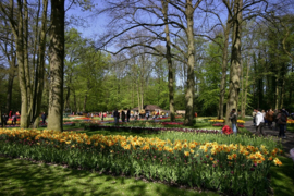 008. Keukenhof deel 1.