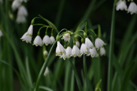 011. Lente lentepracht in de tuin.