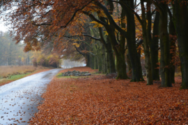 036. De Veluwe.