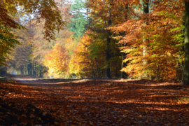303. Voorleesverhaal met beeldmateriaal: de Herfst.