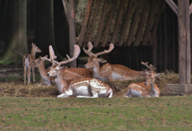 030. Wildpark Gangelt.