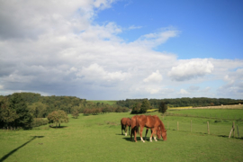 032. Wandeling door Meerssen en omgeving.