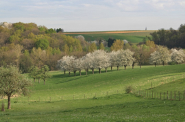 010. Lente bloesems en dieren.