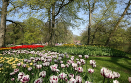 009. Keukenhof deel 2.