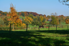 006. Herfst in Zuid Limburg.