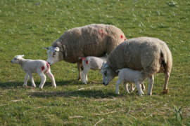 301.Voorleesverhaal met beeldmateriaal: de Lente.