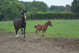 042. De paardenwereld