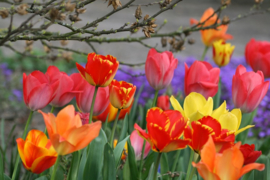 011. Lente lentepracht in de tuin.