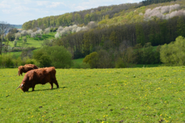 010. Lente bloesems en dieren.