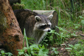 030. Wildpark Gangelt.