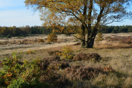 036. De Veluwe.