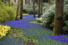 307. Voorleesverhaal met beeldmateriaal     Een dagje uit naar de Keukenhof