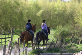 042. De paardenwereld