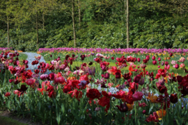 307. Voorleesverhaal met beeldmateriaal     Een dagje uit naar de Keukenhof