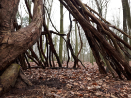 Rondje bos | Januari