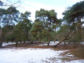 Rondje bos | Januari