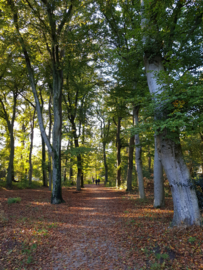 Rondje bos | Oktober