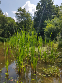 Rondje bos | Juli