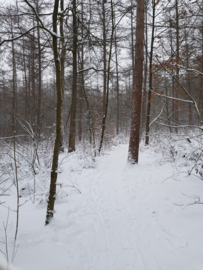 Rondje bos | Februari