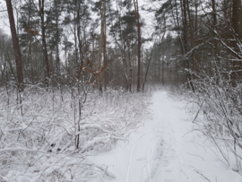 Rondje bos | Februari