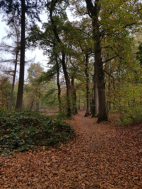 Rondje bos | November