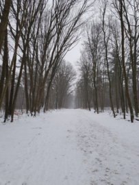 Rondje bos | Februari