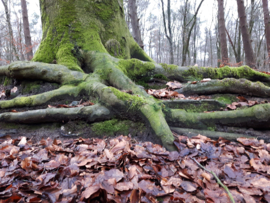 Rondje bos | Januari