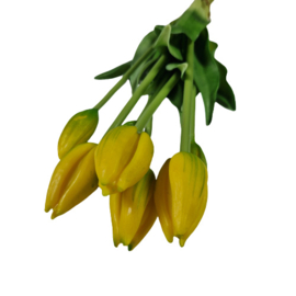 Bos tulpen geel (lang)