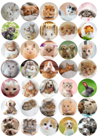 Stickervel Huisdieren - 35 stickers