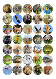 Safari Stickers