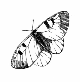 5 Temporary Butterfly Tattoos