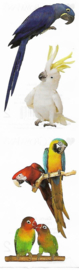 Schöne Papageien - 4 Aufkleber
