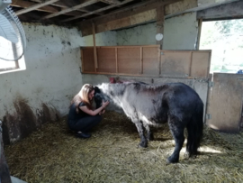 Joep