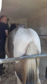 Verhuisstress voor paarden