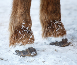 Winter en paardenhoeven