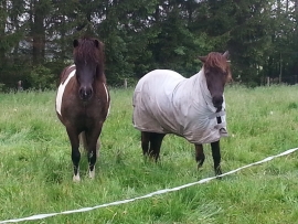 Skjalda en mugga op de wei op de camping