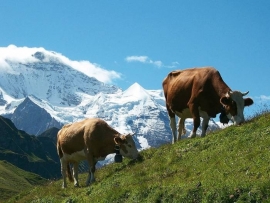 8 dagen Zwitserse Alpen met bus en trein  ( Effeweg )