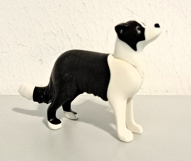 Hond Border Collie staand