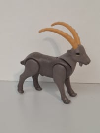 Steenbok