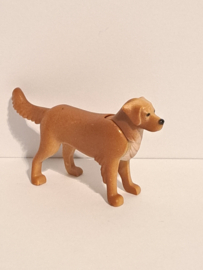 Hond Golden retriever bruin